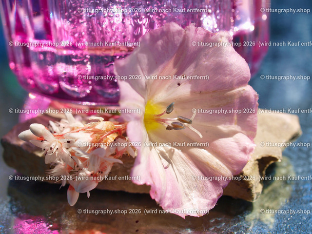 titusgraphy_P7314550-vz-ln | OLYMPUS DIGITAL CAMERA - Realisiert mit Pictrs.com