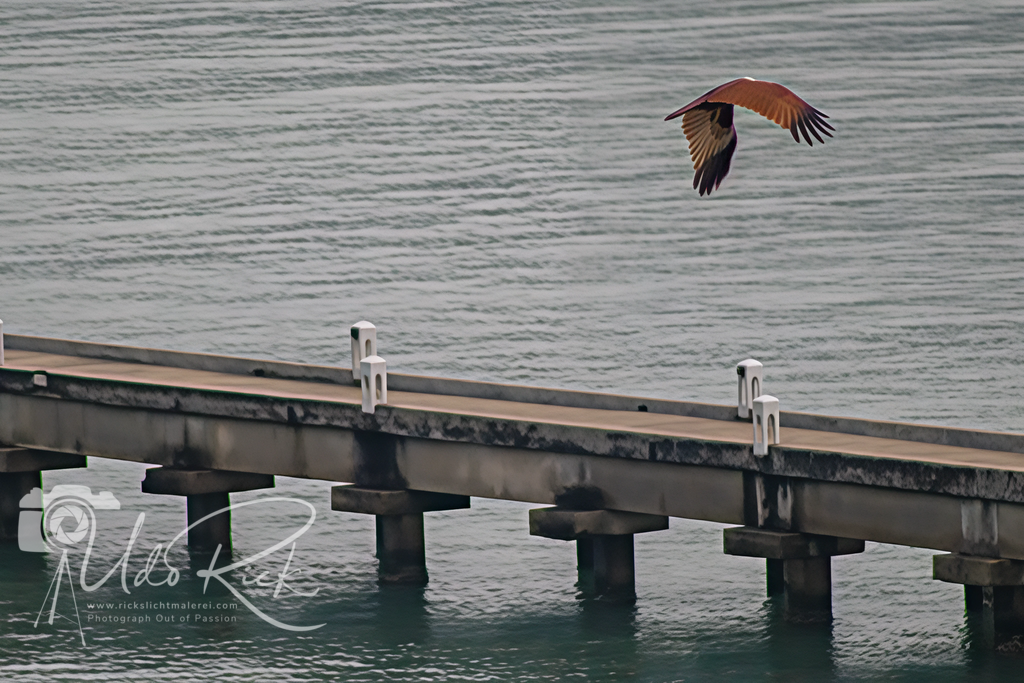 Seeadler über Peer  | Entdecken Sie Fotografie aus Leidenschaft: Auftragsfotografie, HD-Fotos, Geschenkartikel aus Ihren Bildern und vieles mehr. Beauftragen Sie uns für besondere Momente!