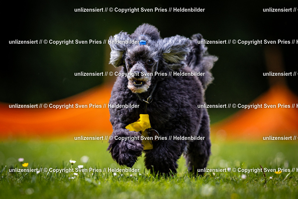 Sven Pries | 2026-05-14 - Hunderennen KA Durlach Vatertag 2026 - Realisiert mit Pictrs.com