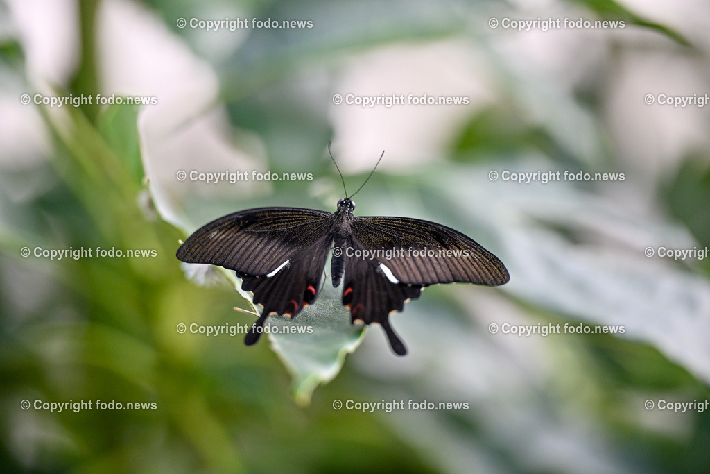 Botanischer Garten Linz_ Schmetterlinge_ Orchideen_ 21.01.2024-15 | 21.01.2024, Botanischer Garten Linz, AUT, Schmetterlinge, im Bild tropische Schmetterlinge, Schmetterling, Falter, Natur, Tiere, Blumen, Pflanzen, Insekten, Butterfly, Tropenhaus
