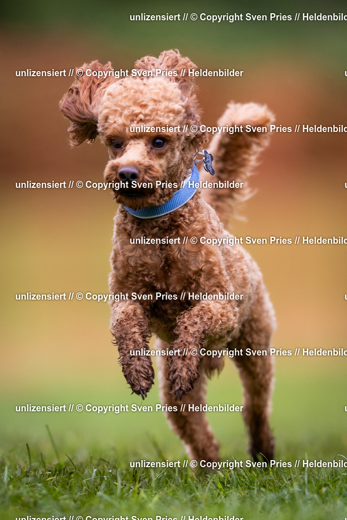 Sven Pries | 2024-04-21 - Hunderennen Baden-Oos
Foto: Sven Pries - Realisiert mit Pictrs.com