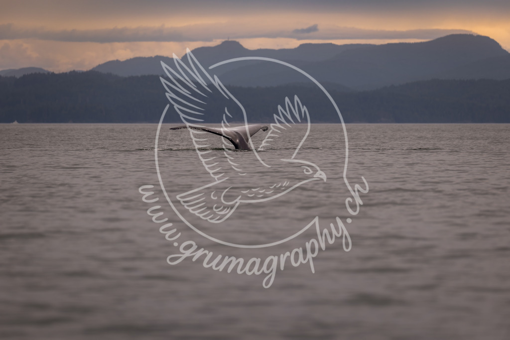 morning departure - humpback whale, canada | Authentische Landschafts- & Wildtierfotografie aus der Schweiz. Hochwertige Wandbilder, Fine-Art-Prints und Wunschmotive nach Auftrag – sorgfältig entwickelt im Grumagraphy-Style