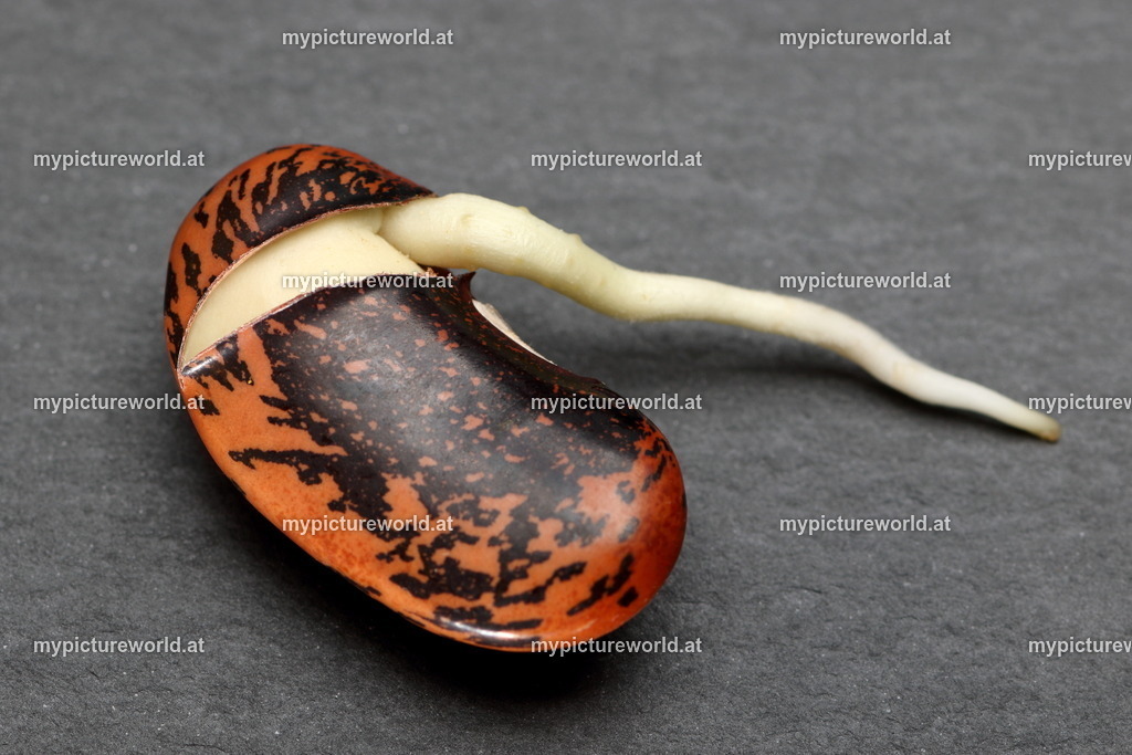 Feuerbohne-005 | Samen mit Keimling - Realisiert mit Pictrs.com