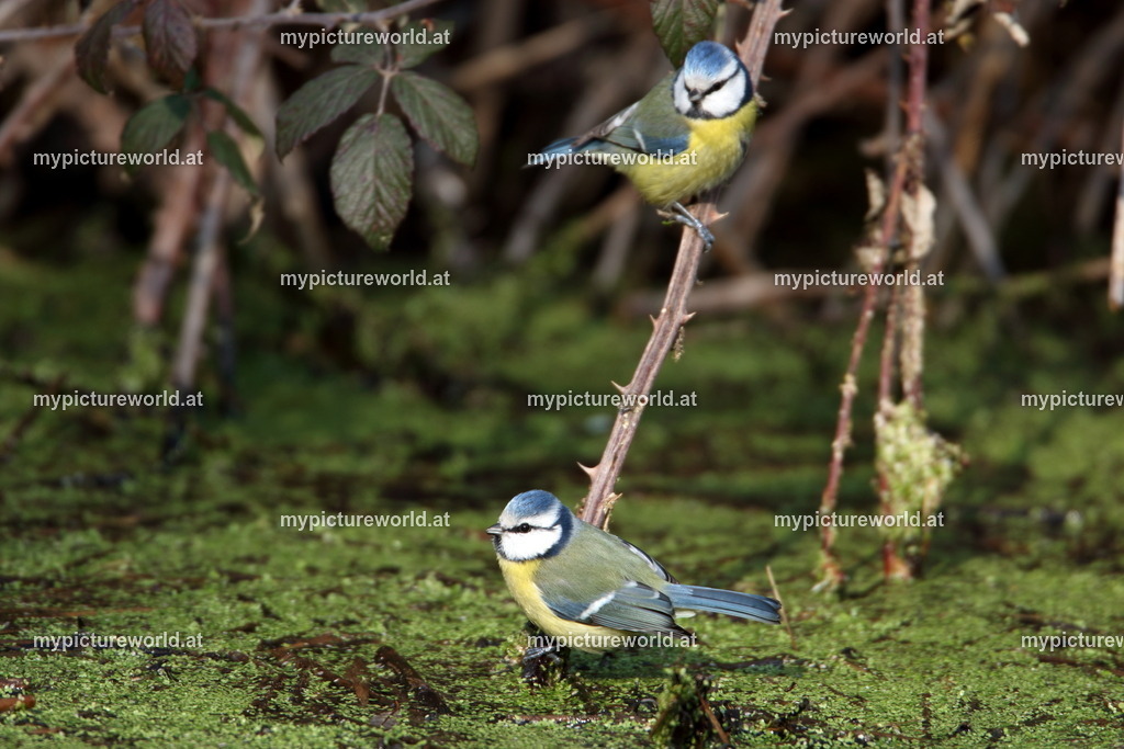 Blaumeise-074 | Das Bilderarchiv über Tiere, Planzen und Landschaften. In der Bilddatenbank finden Sie ein große Auswahl an hochwertigen Bilder für Ihre Werbung - Realisiert mit Pictrs.com
