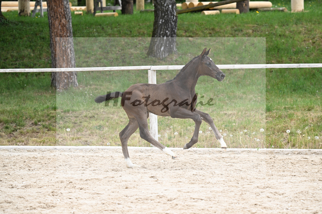 Kat-Nr. 23 HF Be my Dancer x De Niro_Eder_24260550 | hf-fotografie - Realisiert mit Pictrs.com