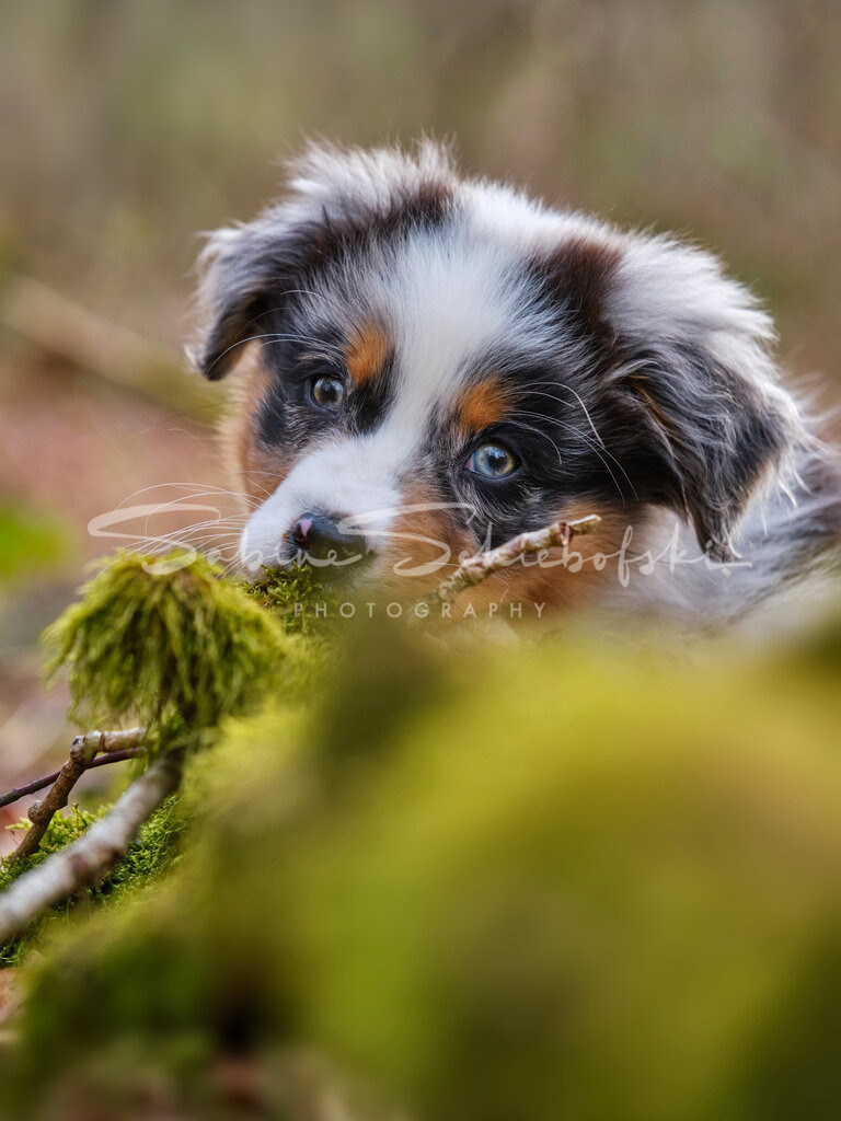 "May"  Australian Shepherd | People- und Tierfotografie, Imageaufnahmen, Veranstaltungsfotografie und Wandbilder aus der Natur ★ Made in Germany ✔️ Druck + Downloads ✔️ Naturfotografie in Top Qualität ★ schneller Versand, weltweite Lieferung! - Realisiert mit Pictrs.com