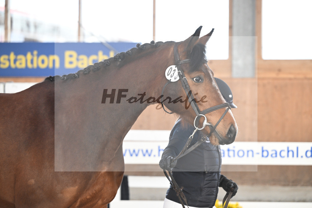 Kat-Nr. 33 Leni v. Vigaro_Peter_14260924 | hf-fotografie - Realisiert mit Pictrs.com