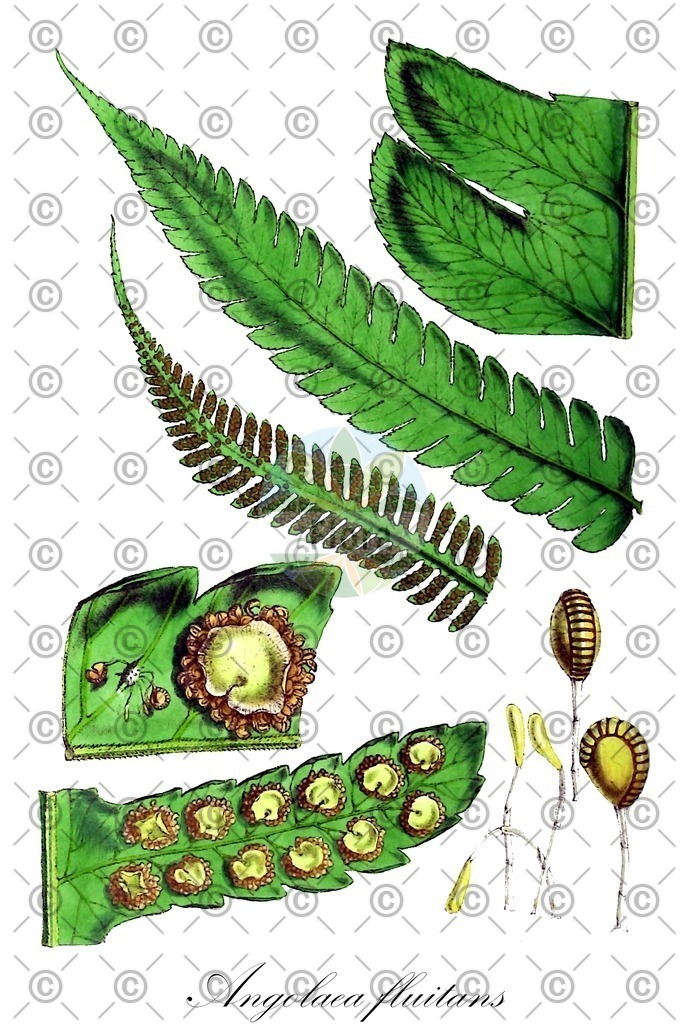 HistAbb_wfo-0000536542_324_ENZY_Simple | Historische Abbildung von Angolaea fluitans - Podostemaceae | Historical Illustration of Angolaea fluitans - Podostemaceae
