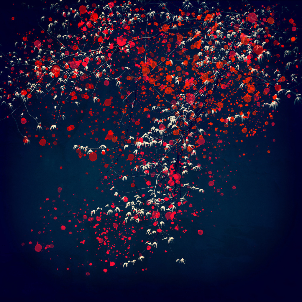 Feuerblütenbaum 5 | Zweige eines wunderschönen Baumes im Frühling... mit roten und orangefarbenen Farbspritzern versehen. Digitale Collage.   - Realisiert mit Pictrs.com