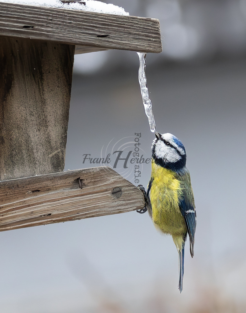 _X0A7253-Enhanced-NR | Frank Herberich Fotografie, Frank Herberich, Fotografie, Hochzeit, Portrait, St. Peter Ording, Ording, Westerhever, Nordsee, Frank Fotografie, Hardheim,  Odenwald,Walldürn, Band,Eventfotografie - Realisiert mit Pictrs.com