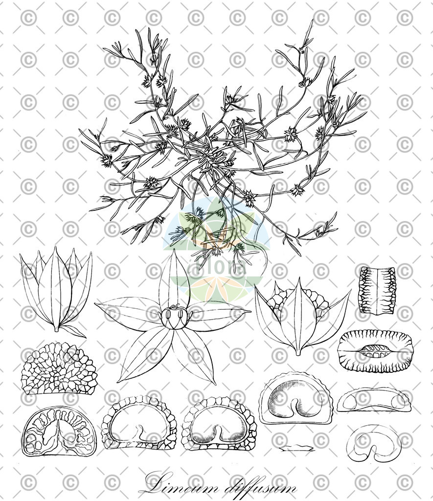HistAbb_wfo-0001073392_1_ENZY_Simple | Historische Abbildung von Limeum diffusum - Limeaceae | Historical Illustration of Limeum diffusum - Limeaceae