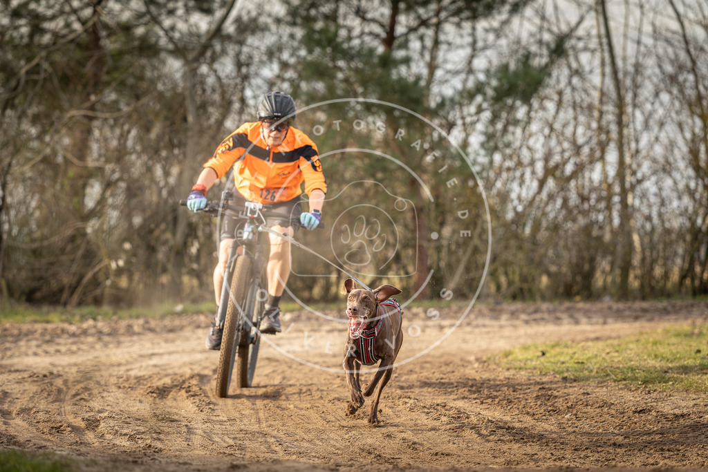 Pfotenfotografie_DV3A8509 | Hundefotografie, Tierfotograf, Pfotenfotografie, Fotoshooting Hund, Hunde Portrait, Hundesport, Hundeportraits, Heideshooting, Hunde, Sportfotograf, Hundefotograf, Turnierhundsport, THS,  - Realisiert mit Pictrs.com