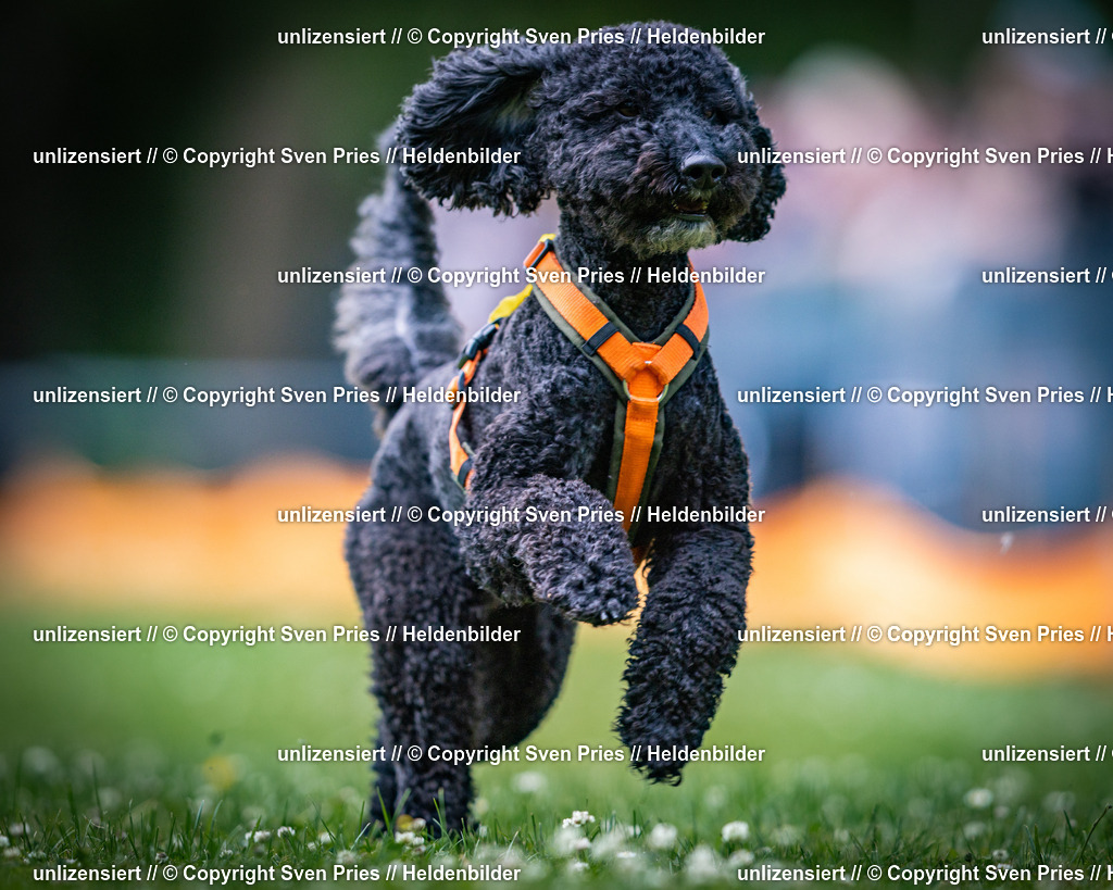 Sven Pries | 2025-05-29 - Pudelrennen KA-Durlach - Realisiert mit Pictrs.com