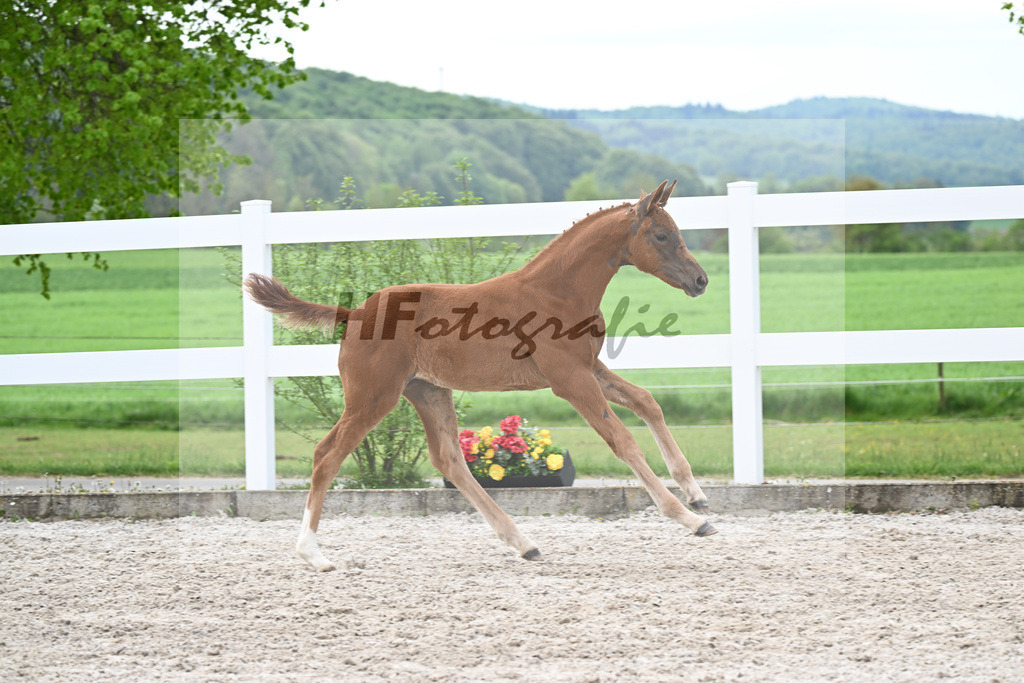 Kat-Nr. 4 SF Va Bene x Dancier_Juerges_23260116 | hf-fotografie - Realisiert mit Pictrs.com