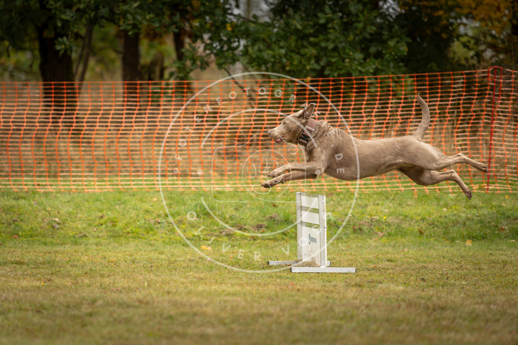 Pfotenfotografie_DV3A2762 | Hundefotografie, Tierfotograf, Pfotenfotografie, Fotoshooting Hund, Hunde Portrait, Hundesport, Hundeportraits, Heideshooting, Hunde, Sportfotograf, Hundefotograf, Turnierhundsport, THS,  - Realisiert mit Pictrs.com
