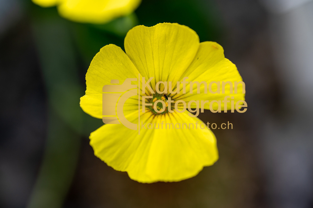 Sukkulentensammlug_Makro_def-1961 | kaufmannfoto - Realisiert mit Pictrs.com