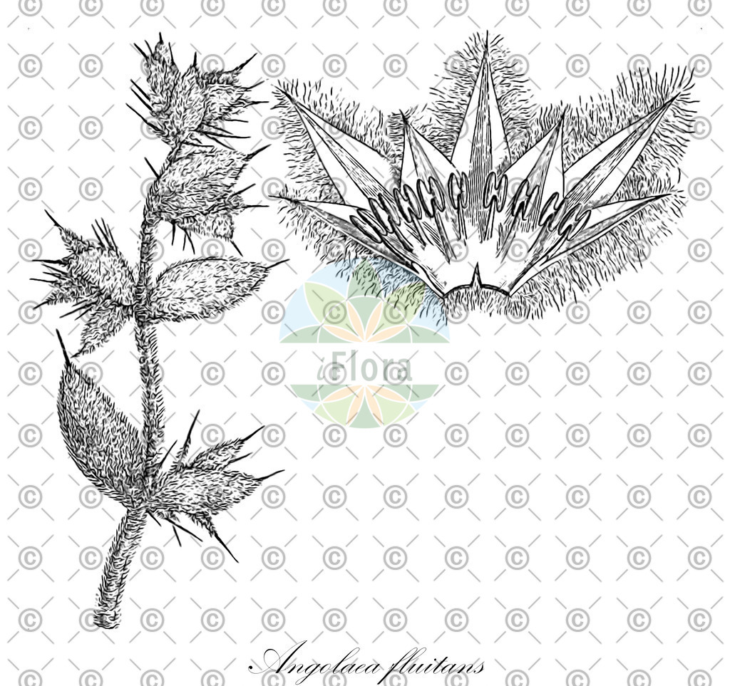 HistAbb_wfo-0000536542_163_ENZY_Simple | Historische Abbildung von Angolaea fluitans - Podostemaceae | Historical Illustration of Angolaea fluitans - Podostemaceae