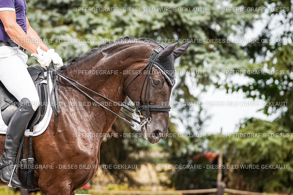 DSC06224 | Pferdegrafie