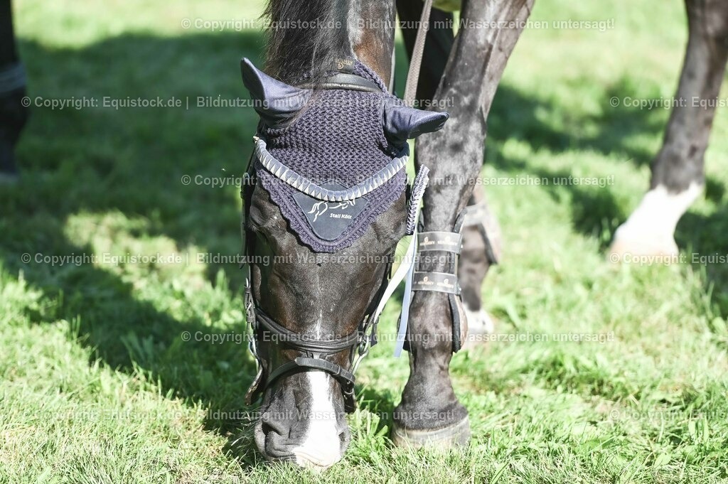 20230908_24_Springen_M_0094 | equistock