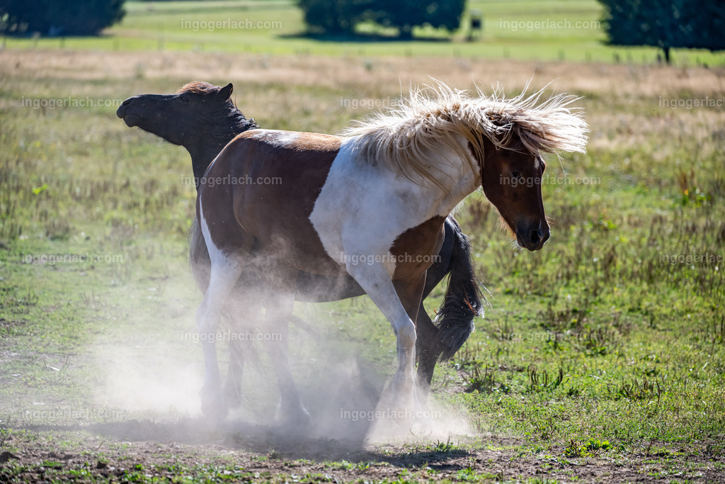 NZ9_9466 | Betzdorf(Deutschland Der deutsche Naturfotograf  Ingo Gerlach/69 aus Betzdorf in Deutschland war Anfang August 2022 auf dem Weg zu „seiner“ Herde mit Islandhengsten. Diese Herde mit rund 14 Hengsten fotografiert Gerlach bereits seit mehreren Jahren. Diesmal wollte der Naturfotograf schauen wie es den Hengsten geht. Es war der heißeste August seit Beginn der Wetteraufzeichnung. Das Thermometer zeigte an diesem Vormittag bereits 38 Grad an. Die Hitze würde sicherlich auch den Tieren zu schaffen machen. Als Gerlach an der sehr weiträumigen Weide ankam sah er schon die Staubwolken. Schnell positionierte er die Nikon Z9 mit dem Superzoom 180 bis 400mm und einschwenkbarem Konverter auf seinem Stativ. Schnell hatte er die ersten Bilder auf der Speicherkarte. Das Verhalten der Hengste war typisch für die Isländer. Sie wälzten sich im Staub um lästiges Ungeziefer los zu werden. Zudem kühlte die Staubschicht auf der Haut auch ein wenig. Obwohl reichlich Staub vorhanden war, kämpften die Hengste immer wieder um den besten und staubigsten Platz.  Dadurch das der Staub in die Höhe ging ergaben sich „herrliche Fotos. Als der Fotograf seine Bilder im Kasten hatte checkte er noch ob die Hengste auch genügend Wasser zur Verfügung hatten, Hatten sie. Ein Brunnen lieferte das lebensnotwendige Nass. 