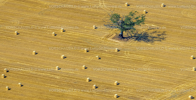 Kamp-Lintfort230706926 | Luftbild, Baum mit Hochsitz auf einem abgemähten Kornfeld, Formen und Farben, Heuballen, Rossenray, Kamp-Lintfort, Ruhrgebiet, Nordrhein-Westfalen, Deutschland