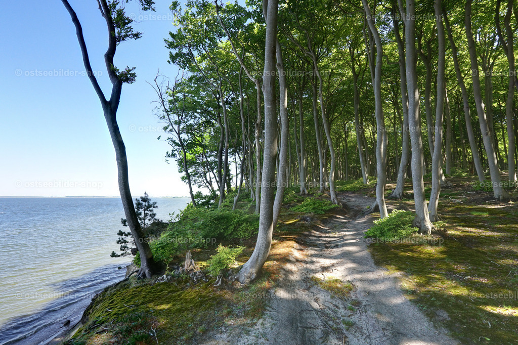 Urwald am Bodden | Sonnenflecken fallen auf den Boden eines Küstenwaldes. Von einer freien Stelle des Hochufers fällt der Blick auf den Großen Jasmunder Bodden.