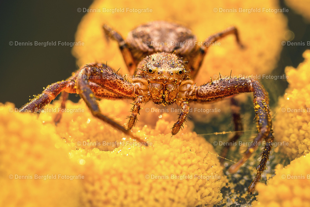 Spinne auf gelber Blüte | Entdecken Sie Natur, Makro und Tierfotografie von Dennis Bergfeld.Besondere Momente und Details der Natur, hochwertig als Foto und Wandbild erhältlich. - Realisiert mit Pictrs.com