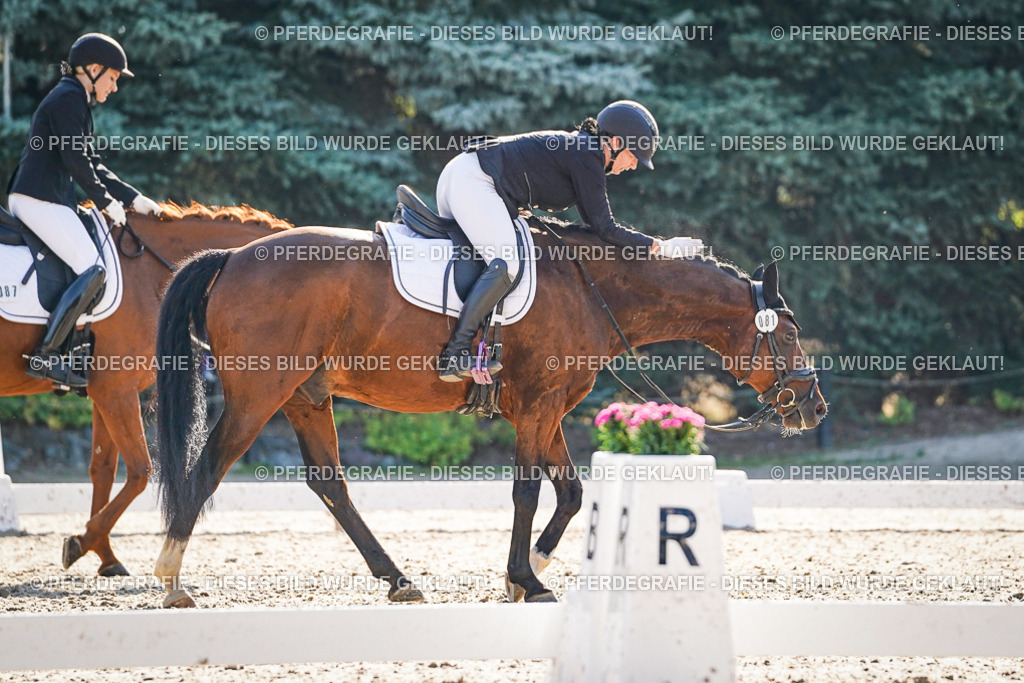 DSC09131 | Pferdegrafie