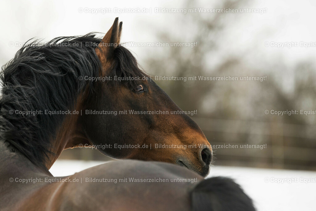 20150209_Knabstrupper_im_Schnee_0011 | equistock