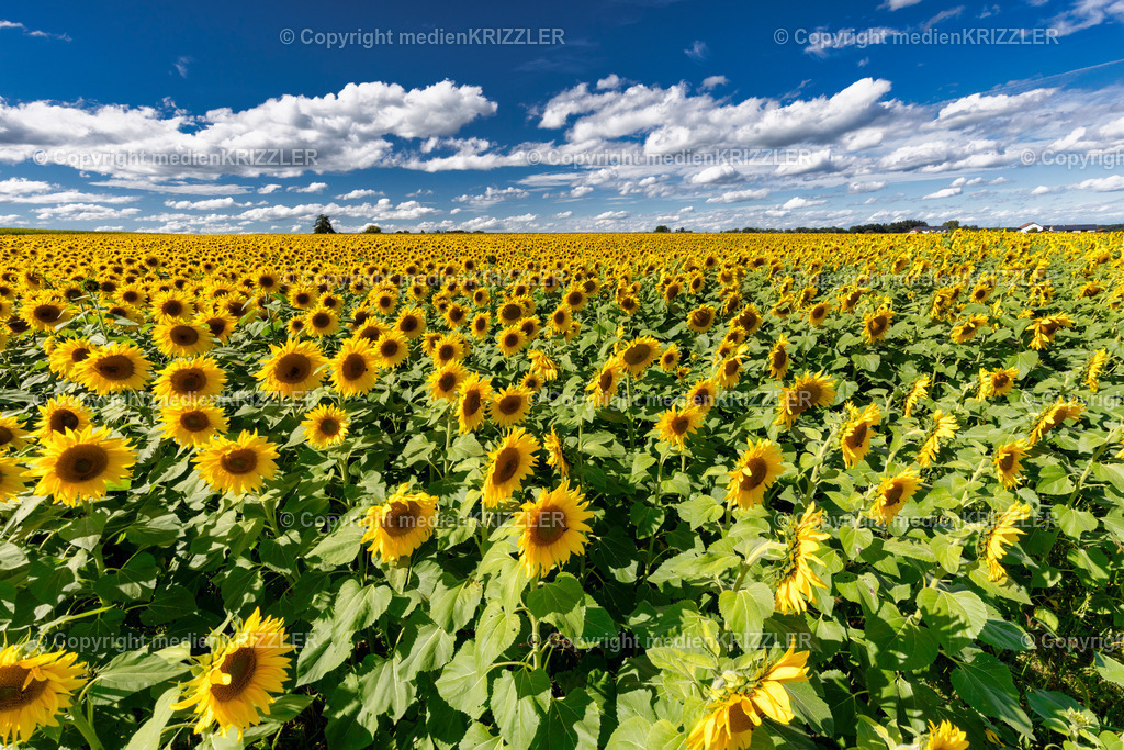 _J3A9924 | medienkrizzler - Realisiert mit Pictrs.com