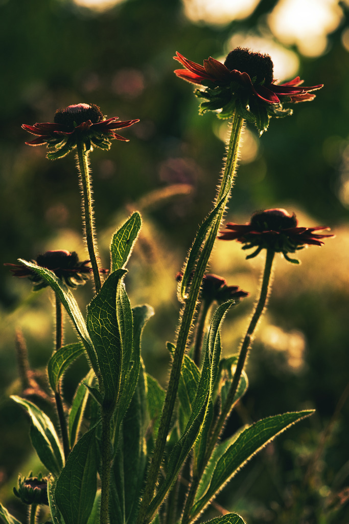DSC04713 | die schönsten Bilder aus Wald und Wiese, sowie Streifzüge durch den Garten mit der gesamten Blumen & Insektenwelt.   - Realisiert mit Pictrs.com