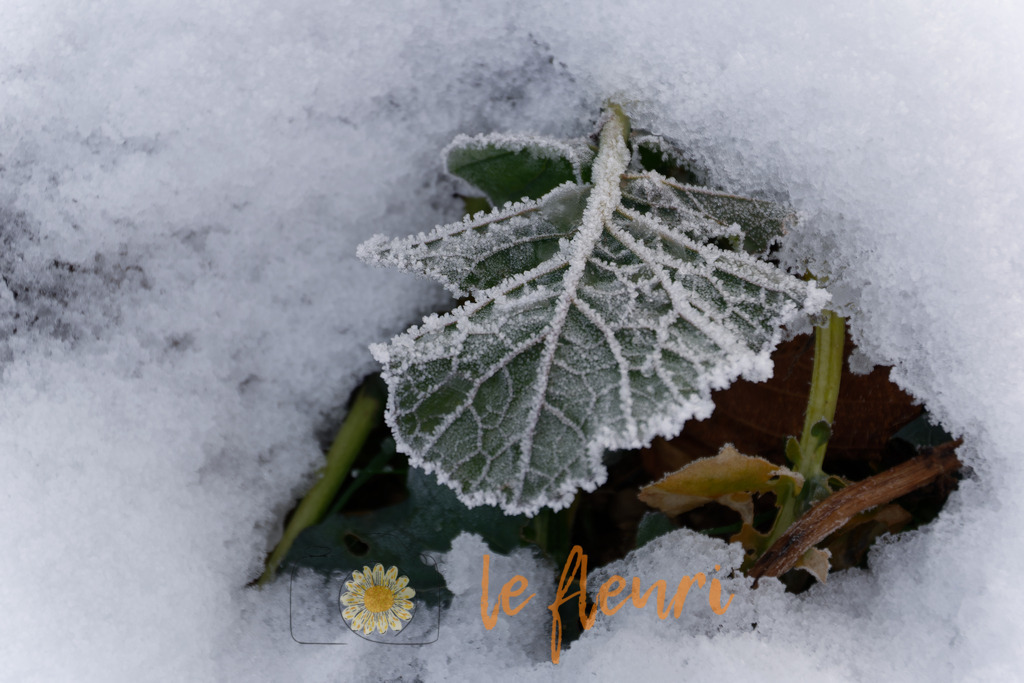 DSC_0248-NEF_DxO_DeepPRIME | Dies ist der Shop von Florian Blum - le fleuri. Langenthal, Bern, SchweizSie können hier meine oder ihre eigenen Fotos als Fotoprodukte kaufen. Tassen, Schlüsselanhänger, Taschen etc. können Sie hier gestalten.  - Realisiert mit Pictrs.com