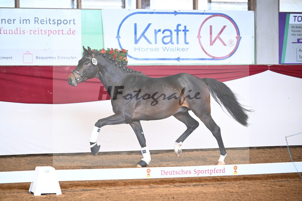 Kat-Nr. 37 Cayennes Cleverle v. Chubakko_ZG Fuell u Tiroke_16250075 | hf-fotografie - Realisiert mit Pictrs.com
