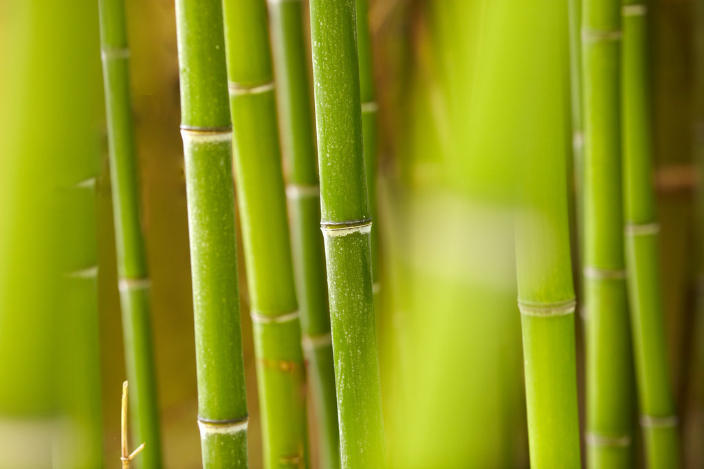 Exotik_2581 | grüne Bambusholme in Prafrance, Provence, Südfrankreich