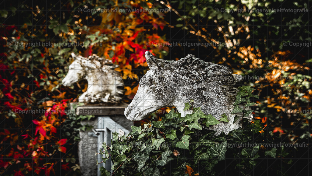 Doppelkopf | Kaufen sie online außergewöhnliche Fotografien auf Leinwand Acrylglas Fotoprint Aludibond von holgerweigeltfotografie - Realisiert mit Pictrs.com