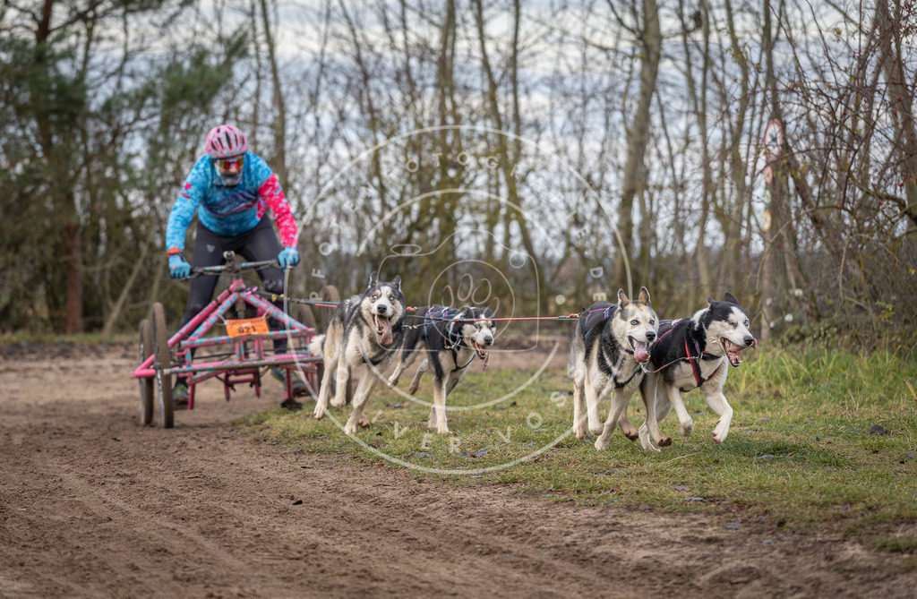 Pfotenfotografie_DV3A6092 | Hundefotografie, Tierfotograf, Pfotenfotografie, Fotoshooting Hund, Hunde Portrait, Hundesport, Hundeportraits, Heideshooting, Hunde, Sportfotograf, Hundefotograf, Turnierhundsport, THS,  - Realisiert mit Pictrs.com