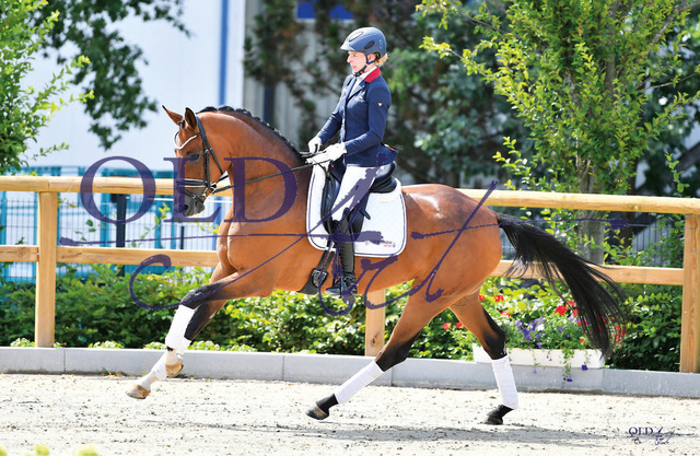 03 Quartett DE330300418 HE-Rpf Quantensprung - Sir Donnerhall I_c | <meta name="description" content="★Offizieller Merchandise und Foto-/Videostore des Oldenburger Verbandes.★ ✅Jetzt auch digital Ausdrucke erhältlich." />
<meta name="keywords" content="Merchandise Foto-/Videostore Oldenburger Verband Photographie 