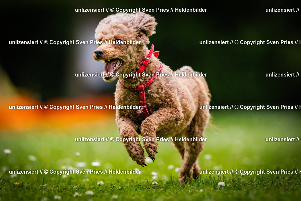 Sven Pries | 2025-05-29 - Pudelrennen KA-Durlach - Realisiert mit Pictrs.com