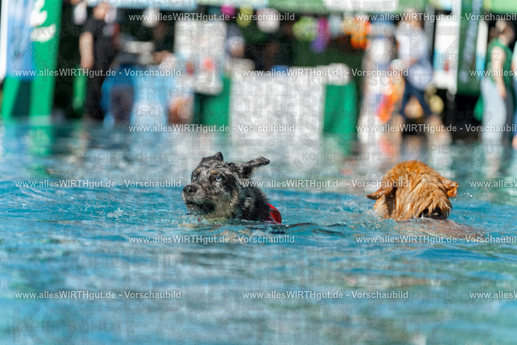 Hundeschwimmen_Volksbad_2026-allesWIRTHgut_Tierfotografie-2609061206-111606-7R500168 | Professionelle Tierfotografie in Mönchengladbach von Daniel Wirth (allesWIRTHgut). Liebevolle & natürliche Bilder von Hunden & Katzen für unvergessliche Erinnerungen.