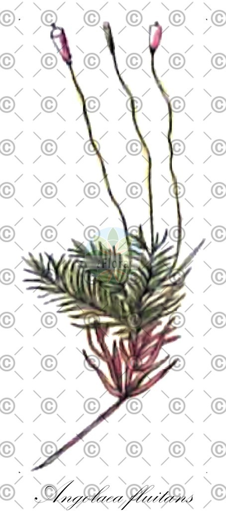 HistAbb_wfo-0000536542_299_ENZY_Simple | Historische Abbildung von Angolaea fluitans - Podostemaceae | Historical Illustration of Angolaea fluitans - Podostemaceae