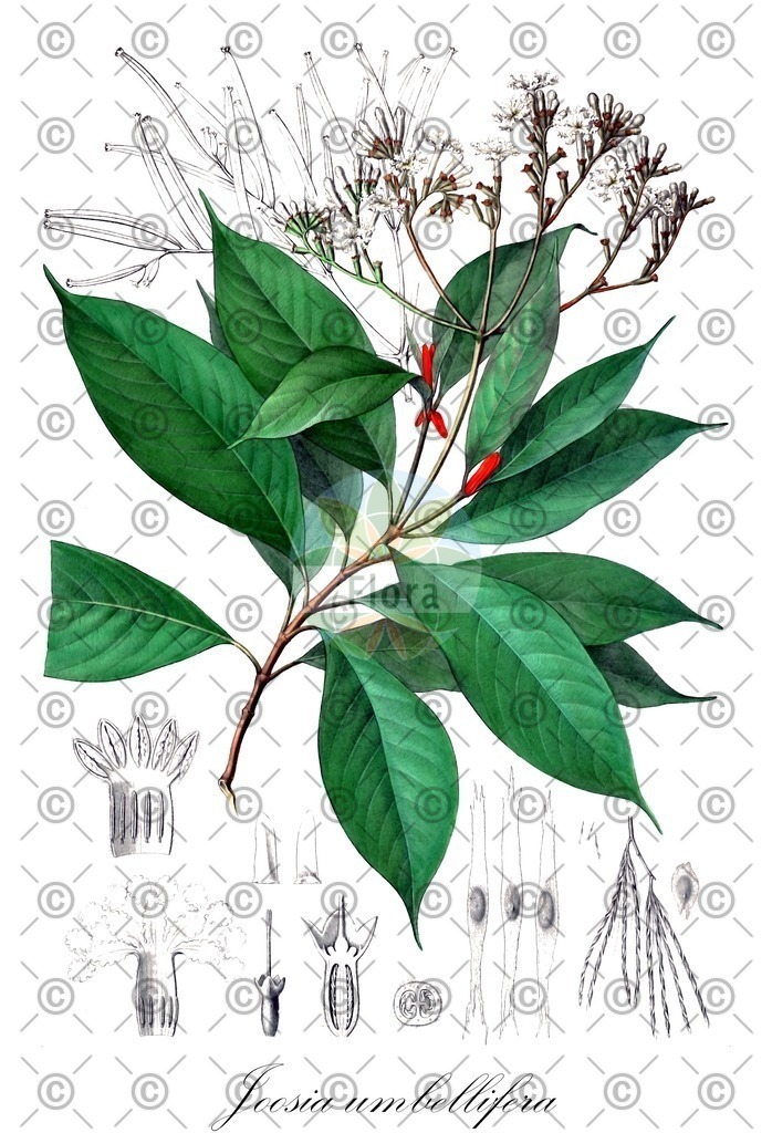 HistAbb_wfo-0000220212_1_ENZY_Simple | Historische Abbildung von Joosia umbellifera - Rubiaceae | Historical Illustration of Joosia umbellifera - Rubiaceae