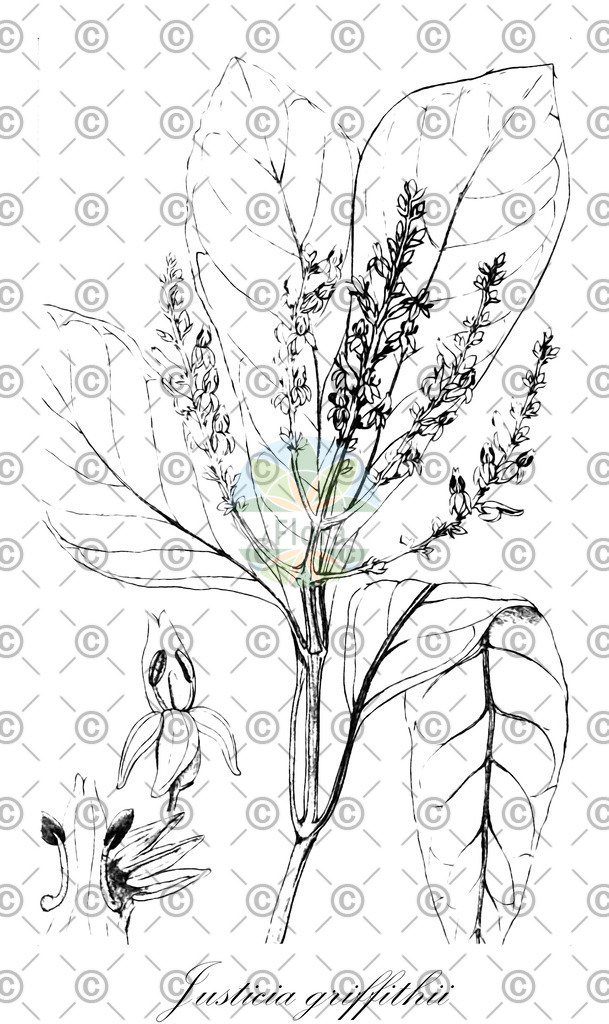 HistAbb_23919_1_FLORAD_SIMPLE | Historische Abbildung von Justicia griffithii - Acanthaceae | Historical Illustration of Justicia griffithii - Acanthaceae