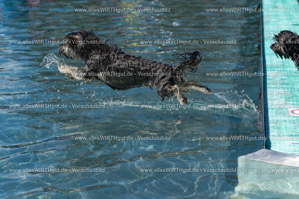 Hundeschwimmen_Volksbad_2026-allesWIRTHgut_Tierfotografie-2609061248-FAY06573 | Professionelle Tierfotografie in Mönchengladbach von Daniel Wirth (allesWIRTHgut). Liebevolle & natürliche Bilder von Hunden & Katzen für unvergessliche Erinnerungen.