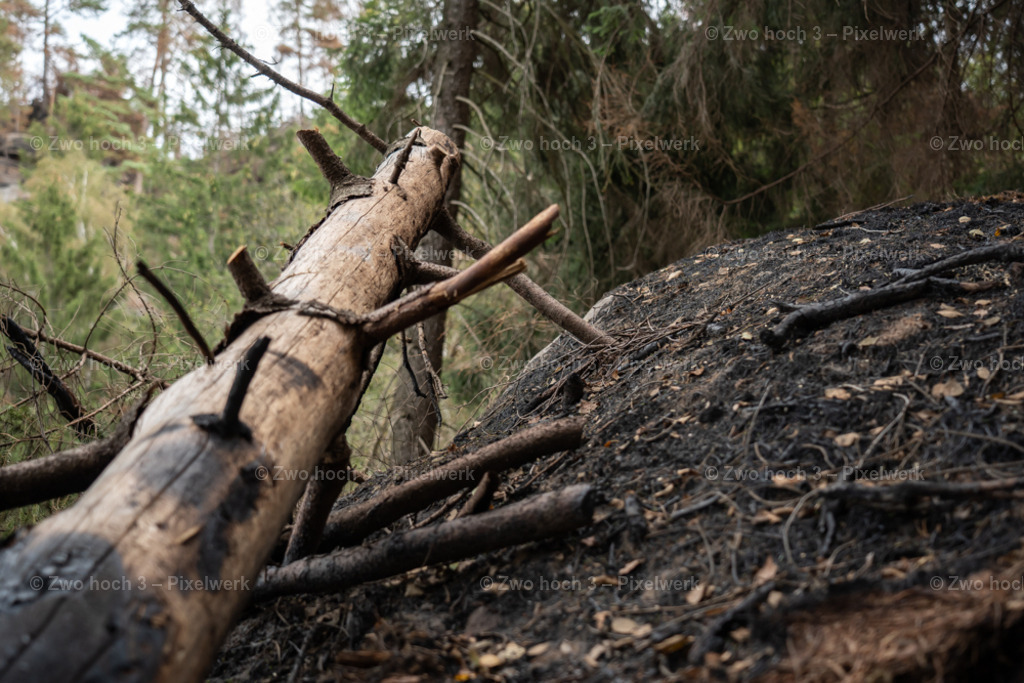 Obere_Affensteinpromenade_Nahe_Siegfried_Bergfried_Baumstamm | 2022-09-02_Waldbrandgebiete_2 - Realisiert mit Pictrs.com