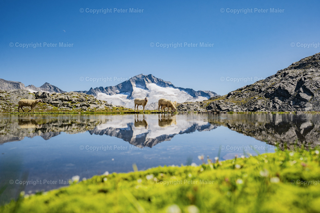 Schwarzhornsee | Schafe am Schwarzhornsee im Nationalpark Hohe Tauern