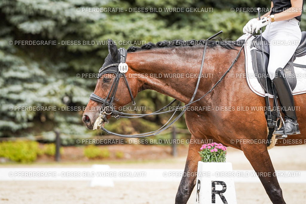 DSC06173 | Pferdegrafie