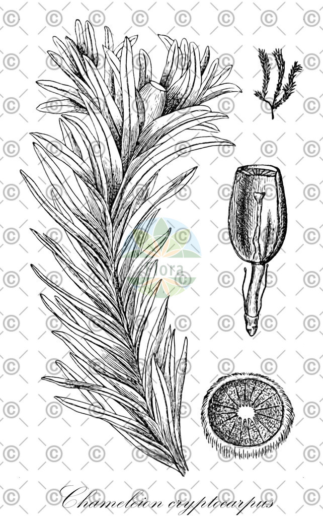 HistAbb_wfo-0000599765_1_ENZY_Simple | Historische Abbildung von Chameleion cryptocarpus - Calymperaceae | Historical Illustration of Chameleion cryptocarpus - Calymperaceae