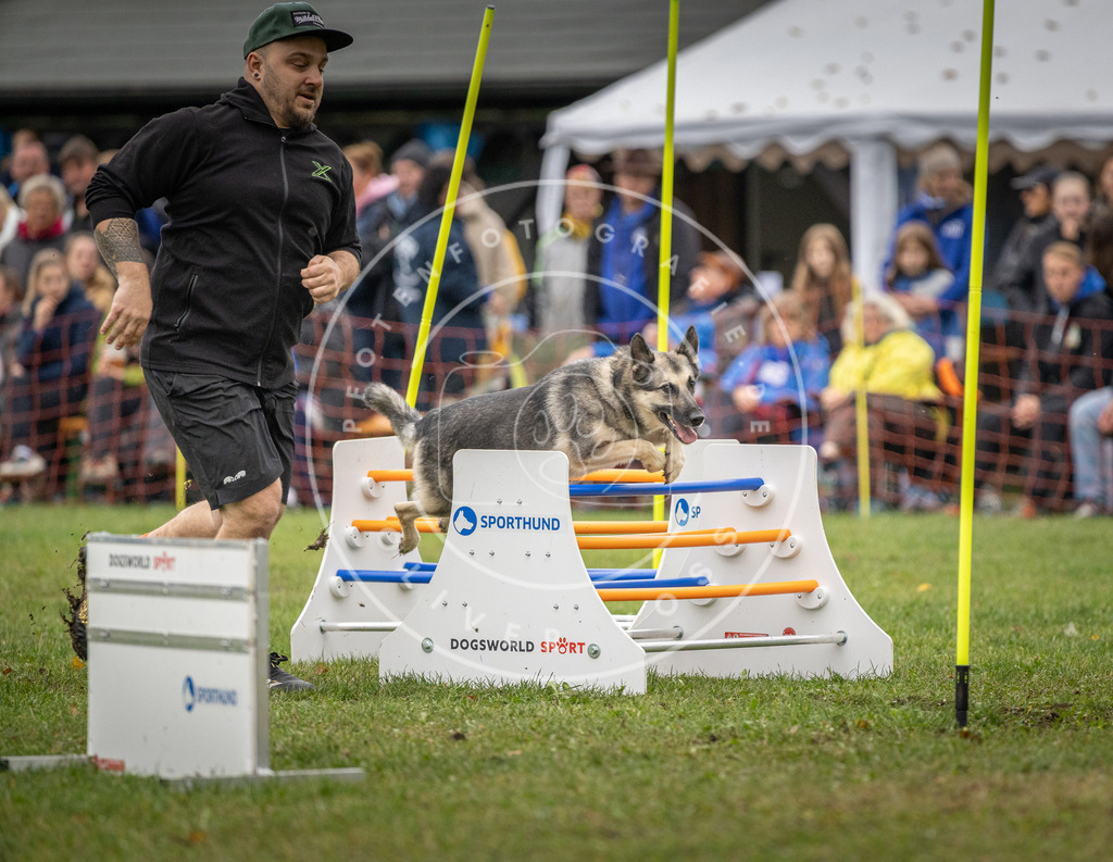 Pfotenfotografie_DV3A0120 | Hundefotografie, Tierfotograf, Pfotenfotografie, Fotoshooting Hund, Hunde Portrait, Hundesport, Hundeportraits, Heideshooting, Hunde, Sportfotograf, Hundefotograf, Turnierhundsport, THS,  - Realisiert mit Pictrs.com