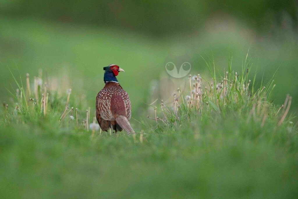 20170514202036-2 | Der Fasan ist eine Vogelart aus der Ordnung der Hühnervögel. Wie bei anderen Fasanenartigen fällt der Hahn durch sein farbenprächtiges Gefieder und seine deutlich längeren Schwanzfedern auf. Hennen zeigen eine bräunliche Tarnfärbung.  - Realisiert mit Pictrs.com