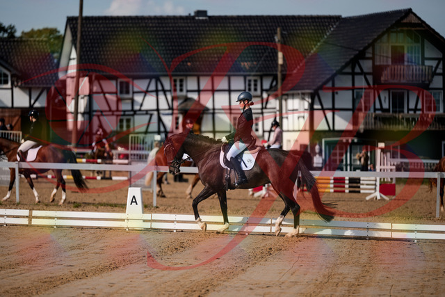 2026_10_03_Siefer-Hof_113325_Z63_19704226 | Professionelle Reitsport-, Turnier- und Eventfotografie von Robert Broda. Galerien mit ausgewählten und bearbeiteten Bildern direkt online ansehen und bestellen.